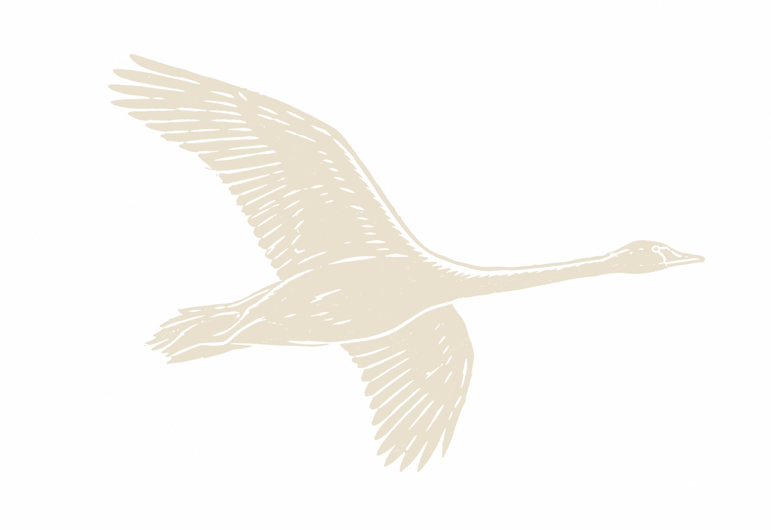 Cygnus, the swan